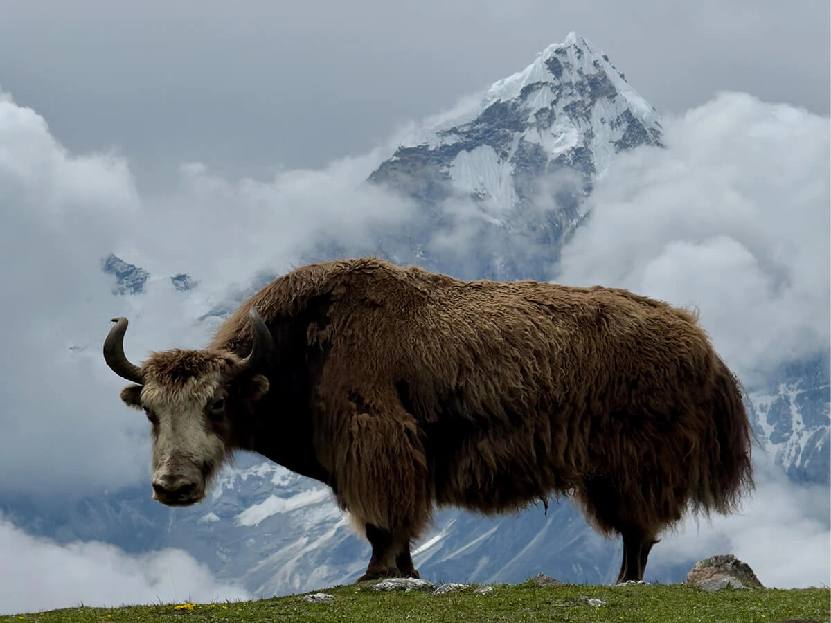 Everest Three Passes Trek